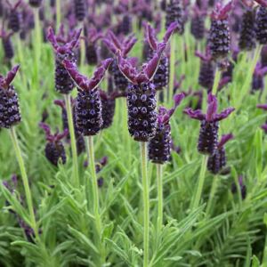 Lavandula 'Helmsdale'PBR 15-20 cm